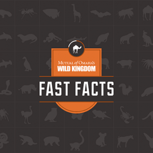 Fast Facts logo